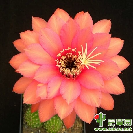 俏丽贝丝(Dainty Bess)