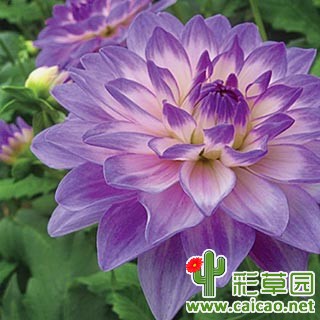 蓝色愿望（BLUE WISH）