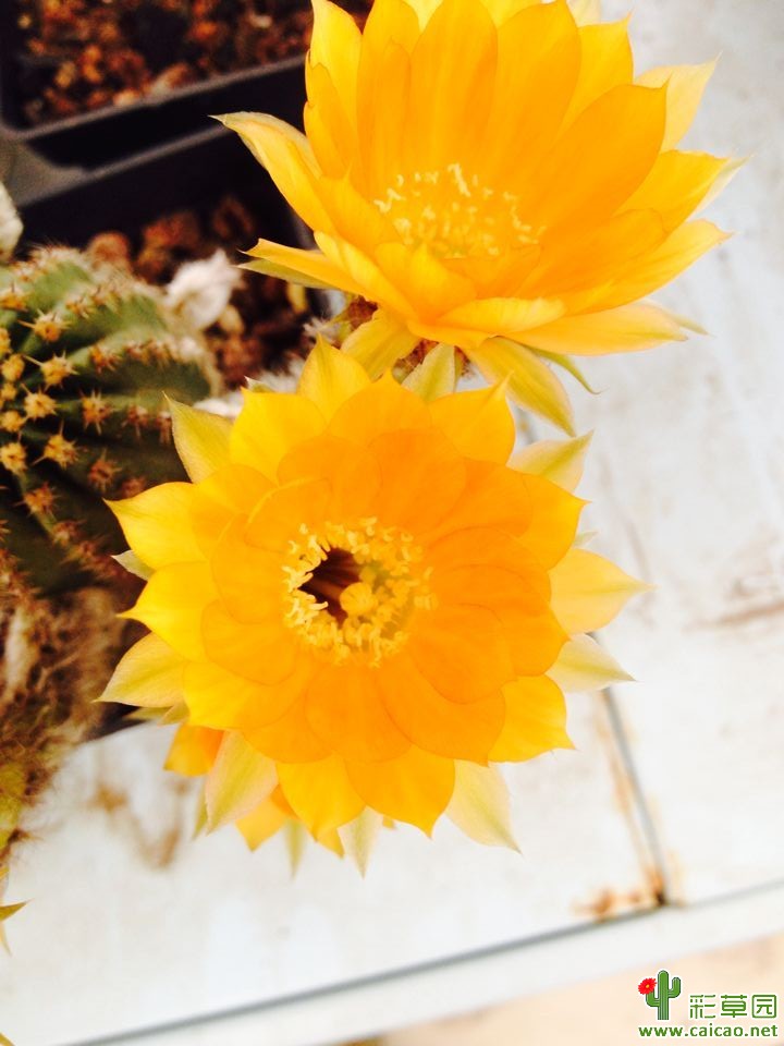 黄花黑金刚8735