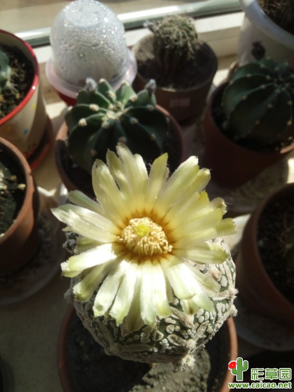 兜开花8827