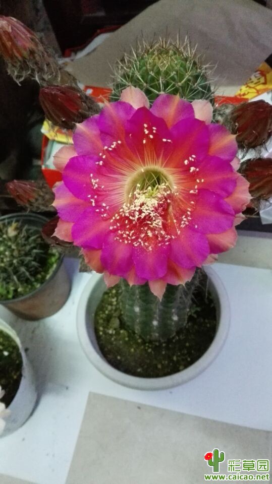 我的草球开花了,终于体验了一把什么叫群开