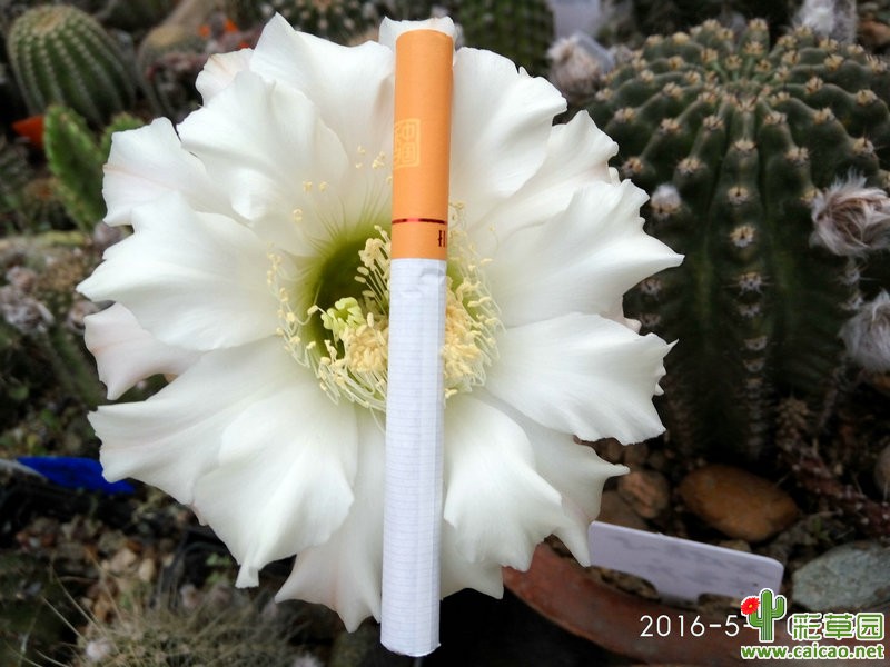 白草也漂亮