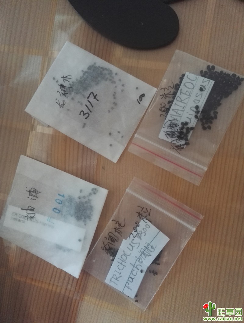 转砧木种子(龙神木/多闻柱/朝雾阁/袖蒲)