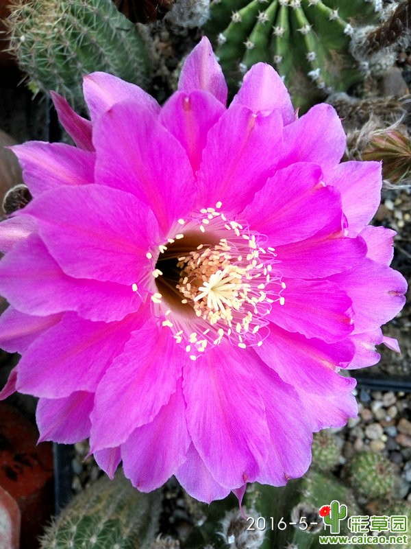 天气渐热茶余饭后看看花儿