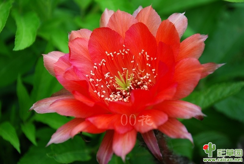 席克氏开花图