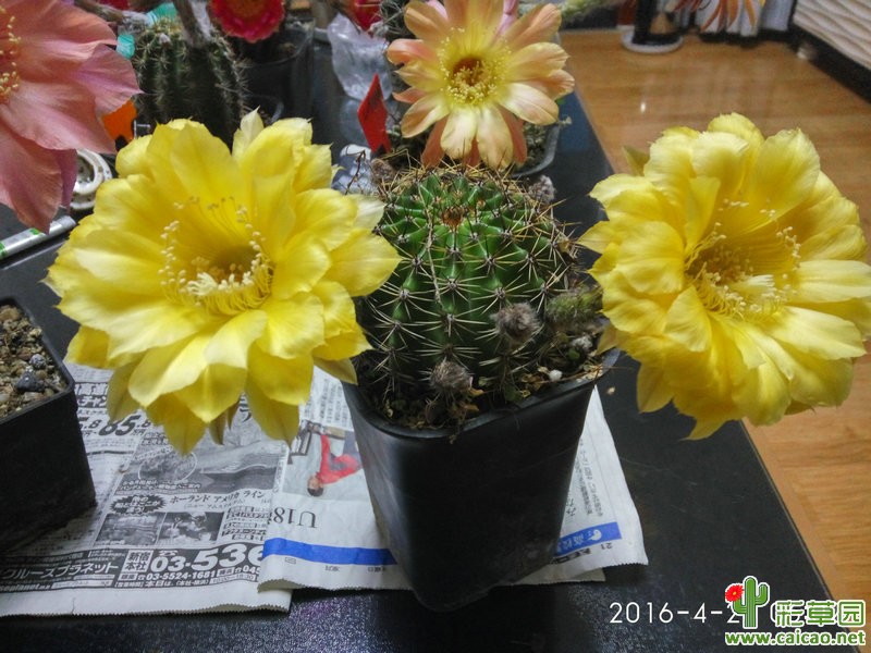 看花看花，不多言。