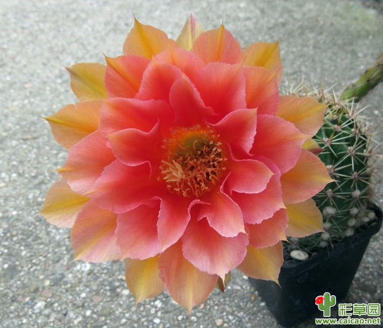 甜桃(Sweet Peach)