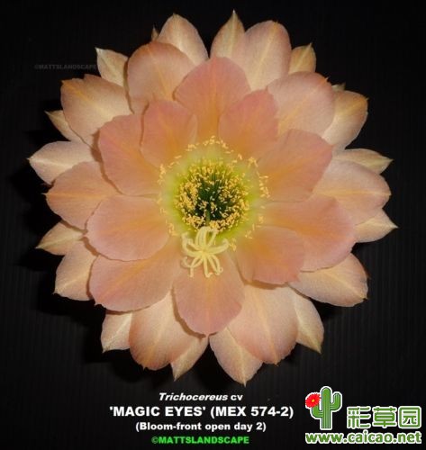 魔术眼(Magic Eyes)