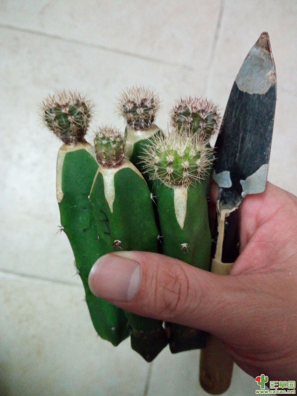 自己杂的席杂第一批嫁接苗