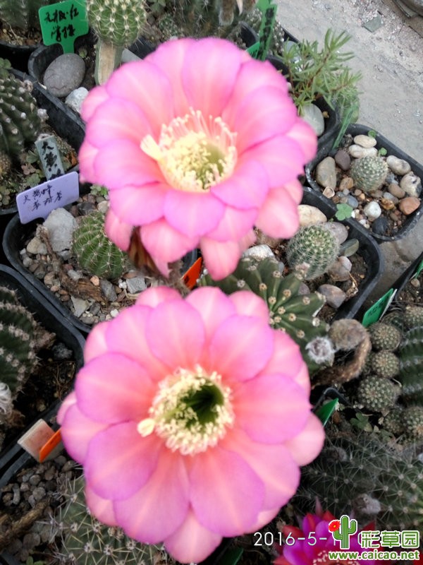 出草球了，各花入各眼，成株100￥一个。嫁接的另论。9891