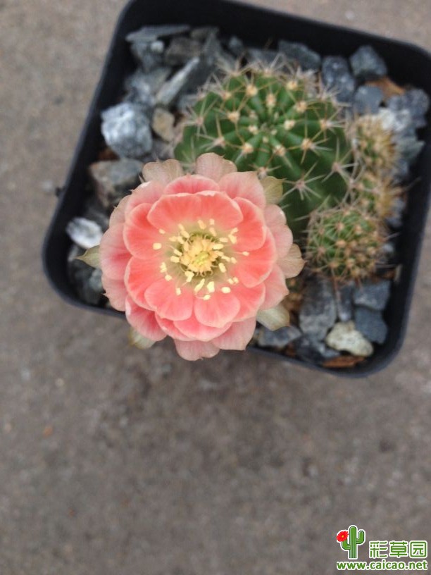 丽花Blaze,火焰10069
