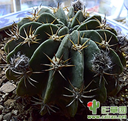 仙人球快开花了10081