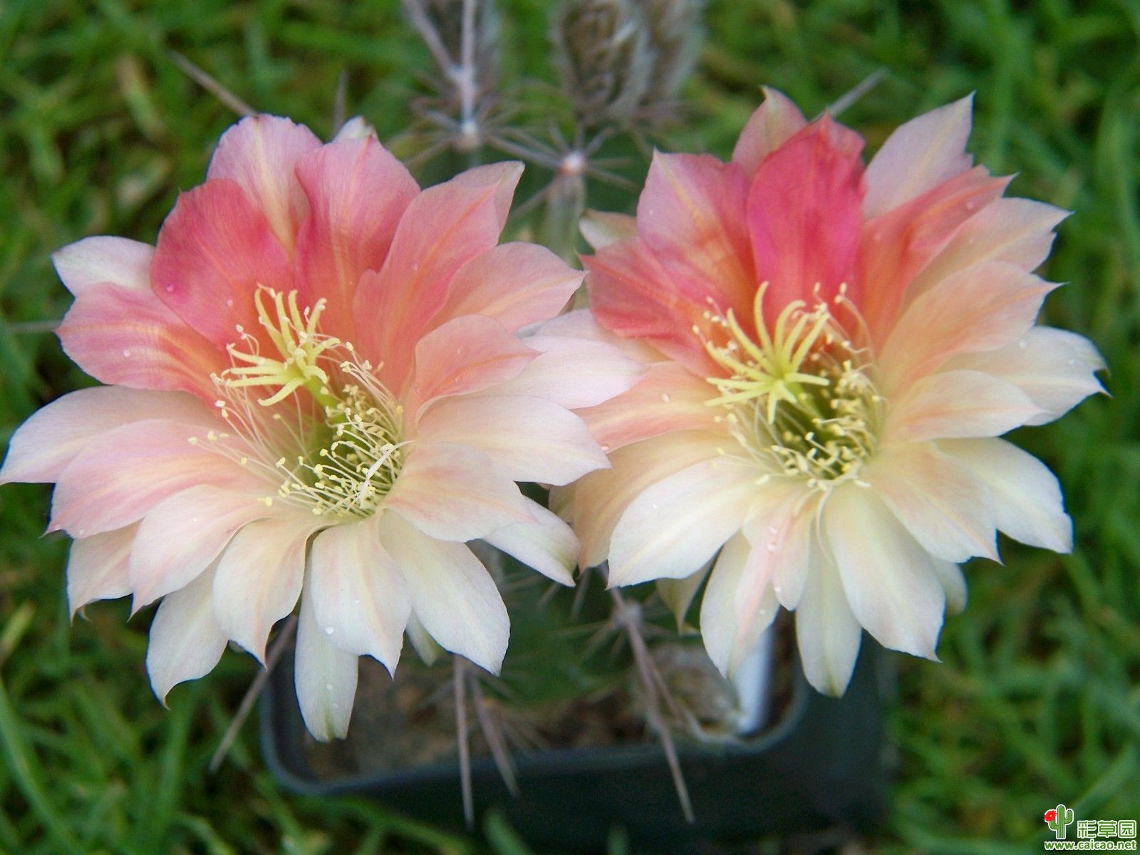 国王的花(King of Flower)