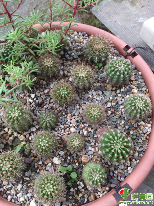 最近没有花，就晒晒杂交的小崽崽们10144