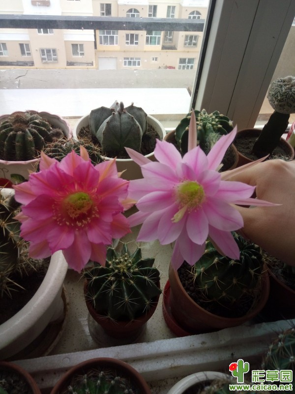 短毛丸和希杂开花10147