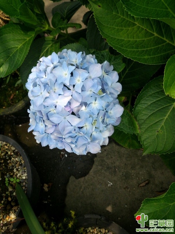 发点杂花10224