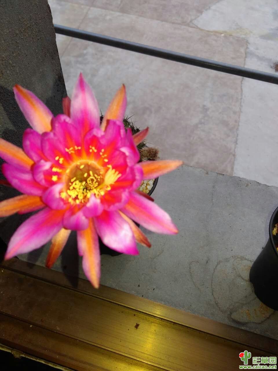 家里的彩草开了两款