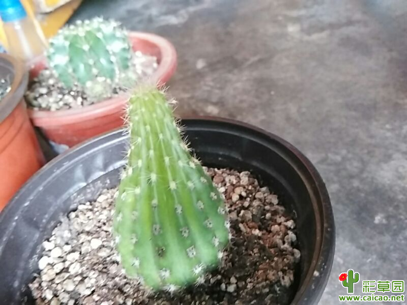 这超级杏为什么长成这样啊10786