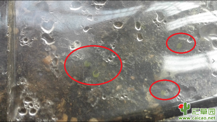 席杂播种记录（更新中，12楼）