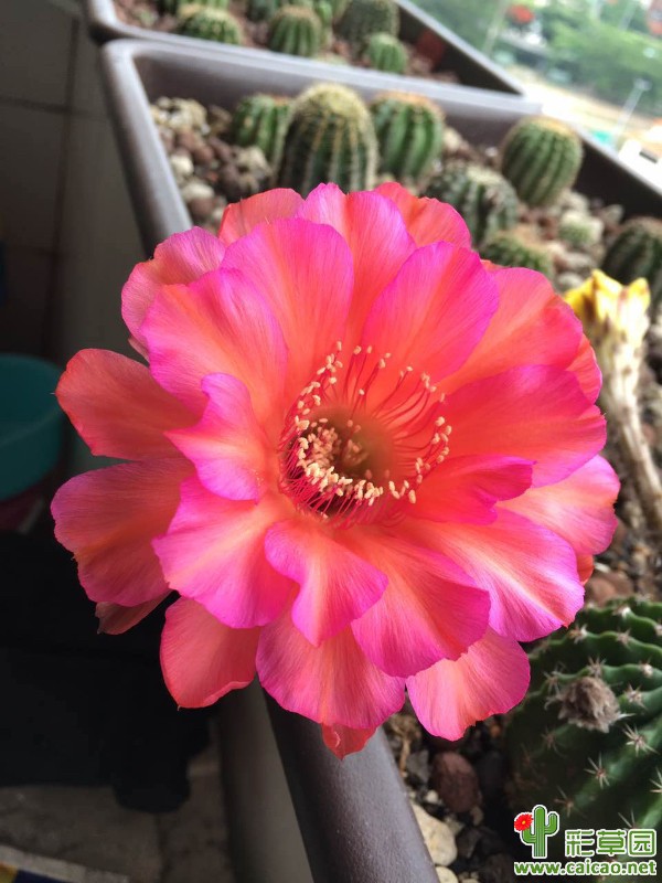 差异大的花色11073