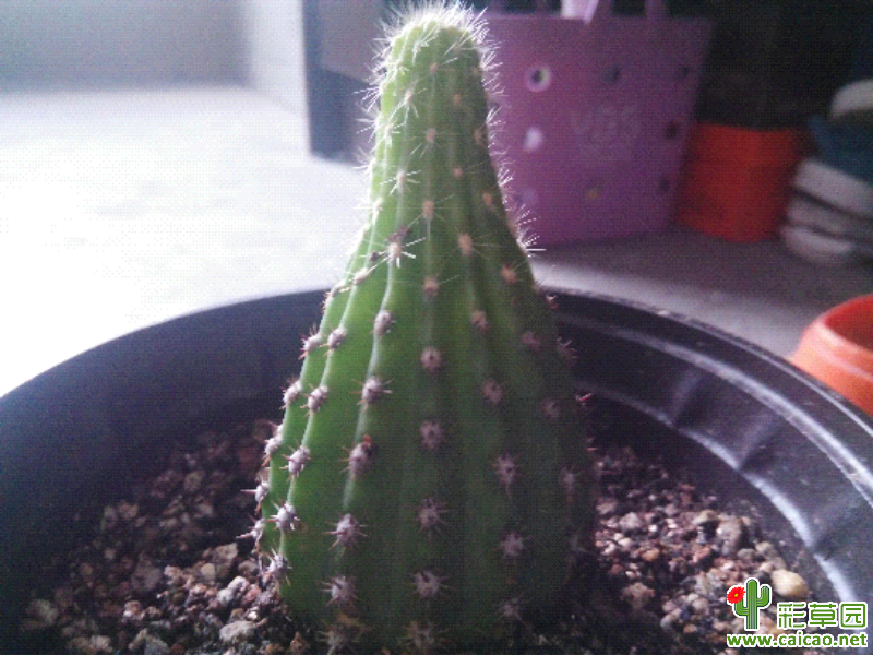 我这超级杏还可以养开花吗