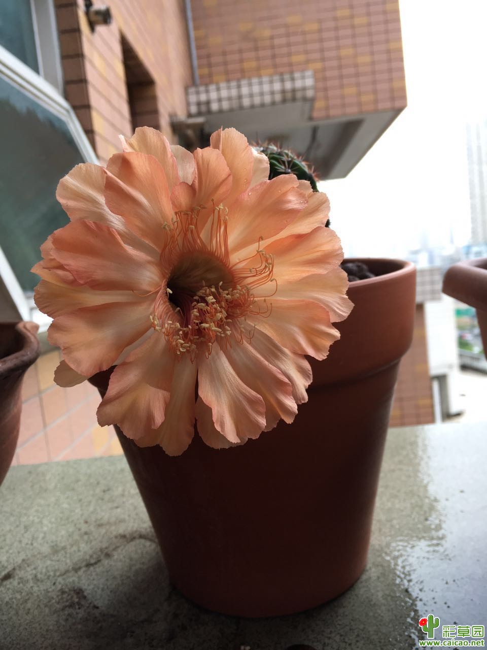 毛花打包出售11106