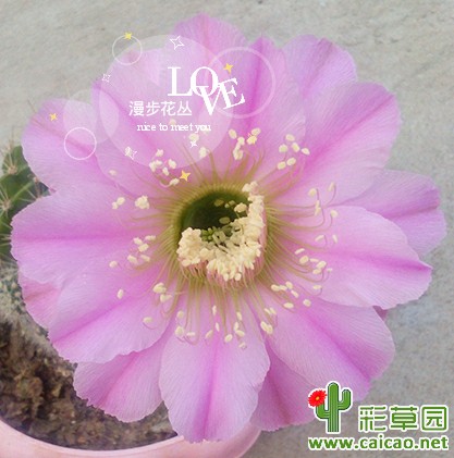新人来拜师11133