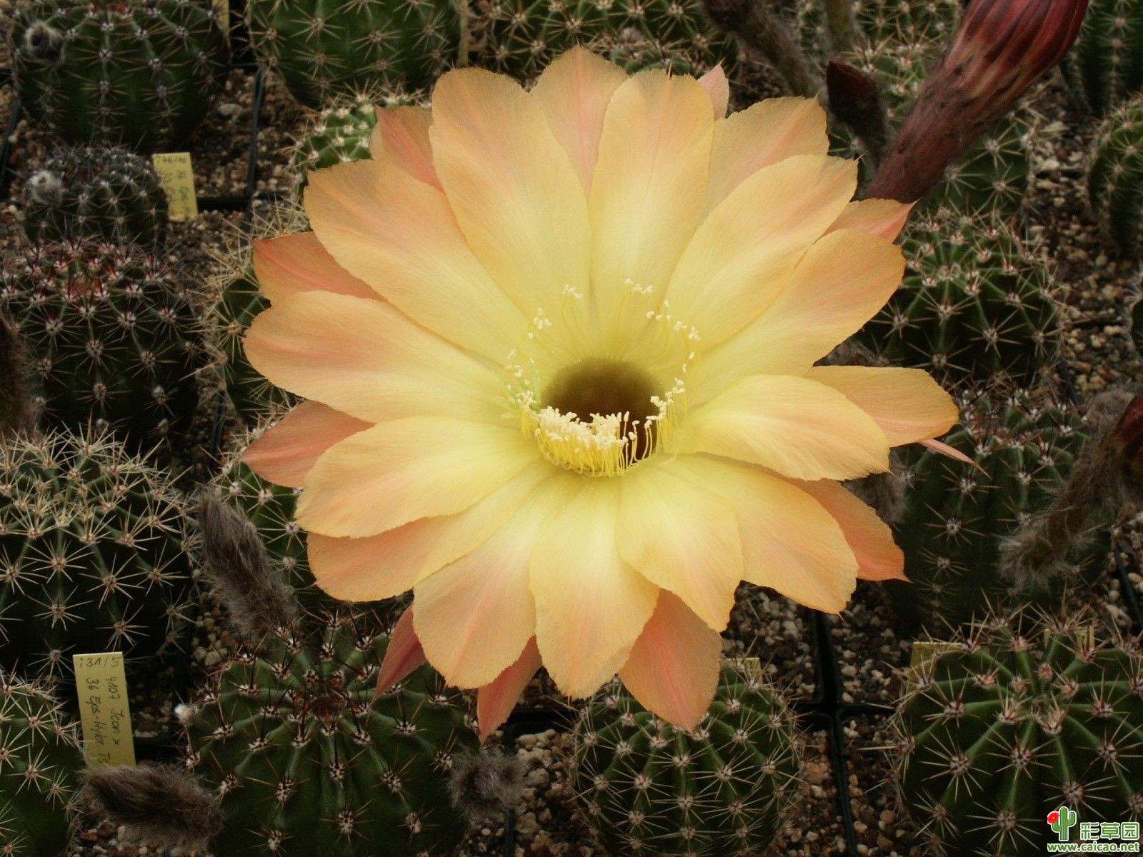 TS.73
