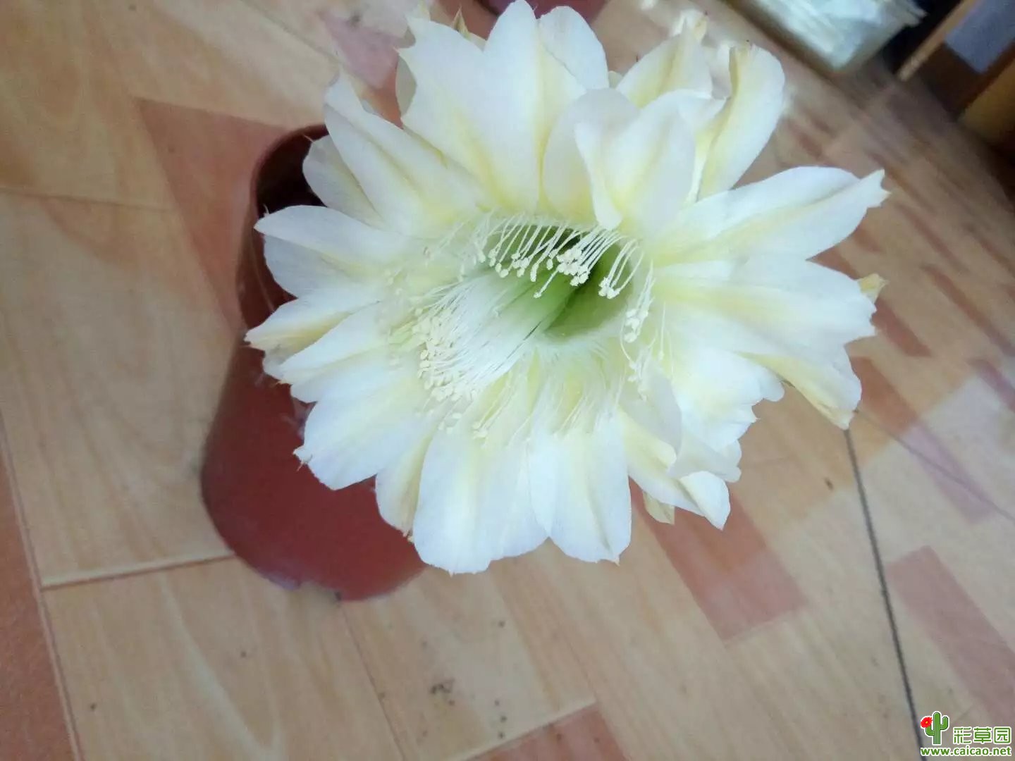 是不是伊卡洛斯——拔出来的彩草