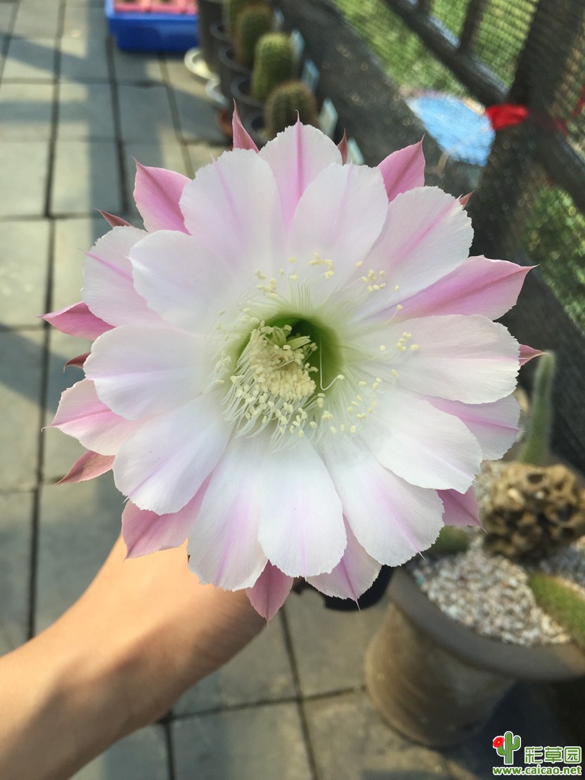 2016.08.28席杂开花