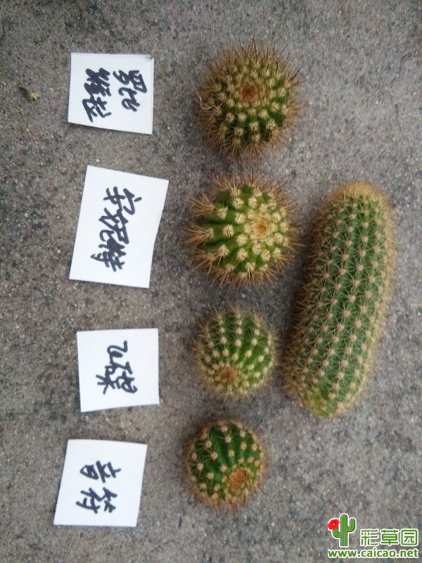 刚入的11466