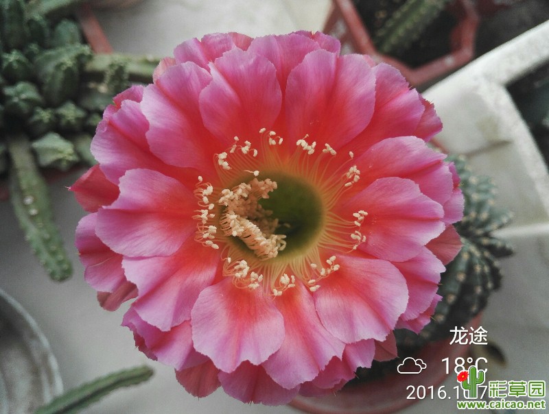 美丽的浓桃筋一朵11627