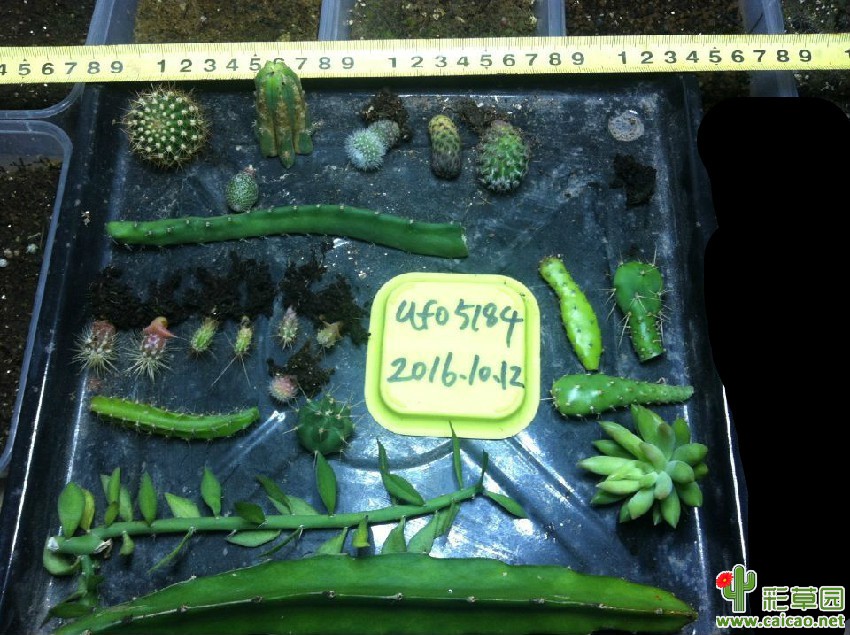 江苏出一组仙人球19个品种58包邮11667