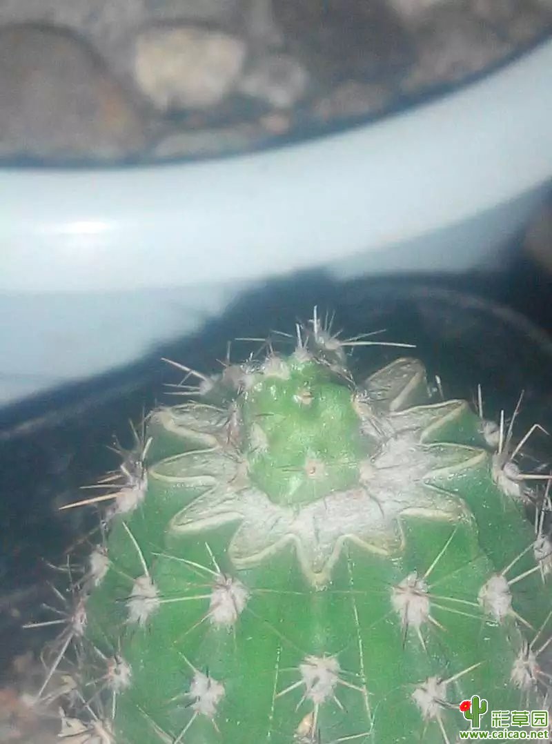 国庆嫁接的丽花11674