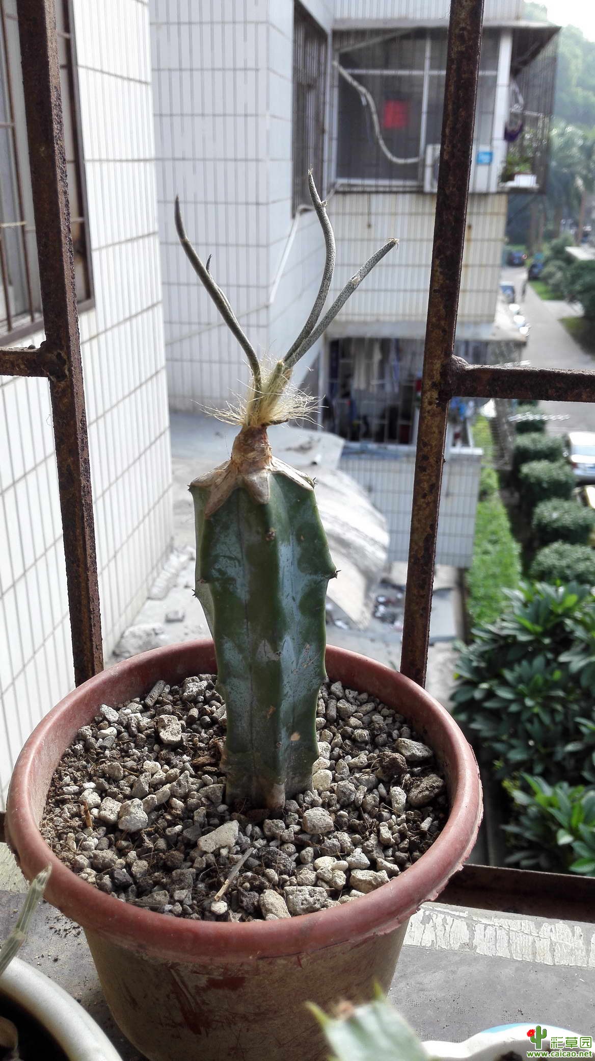 美杜莎嫁接做业
