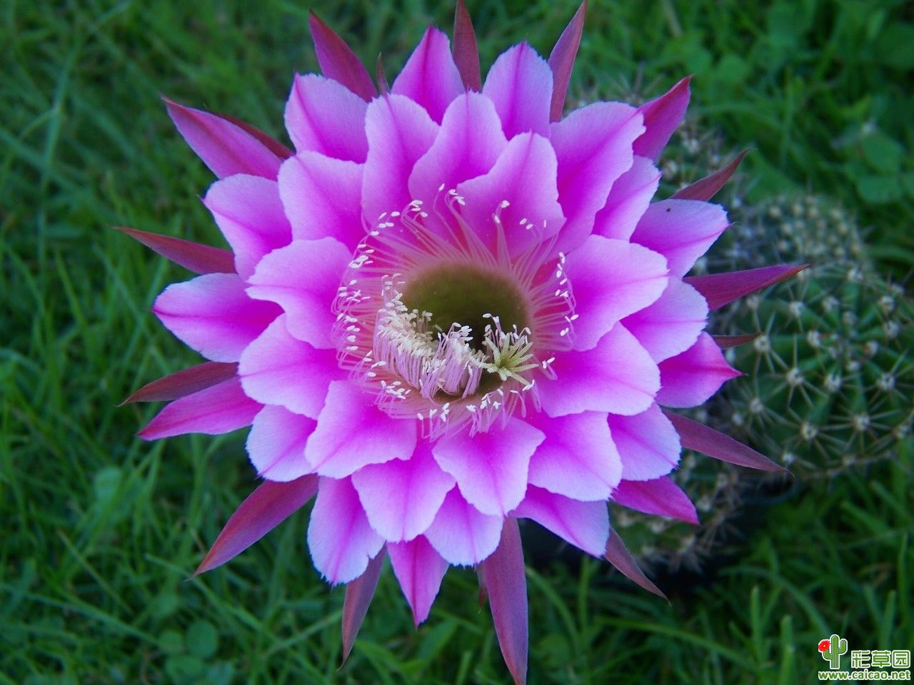斯蒂克尼(Stikine)