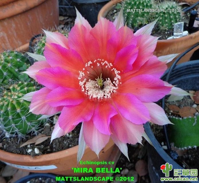 米拉贝拉(Mira Bella)12077