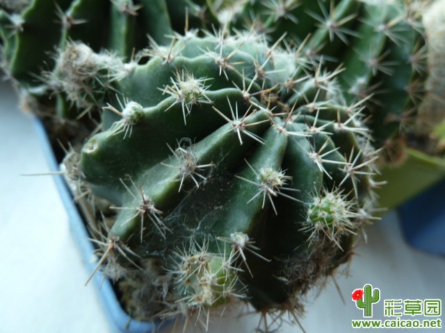 徐州出彩草开花球2组(结束)
