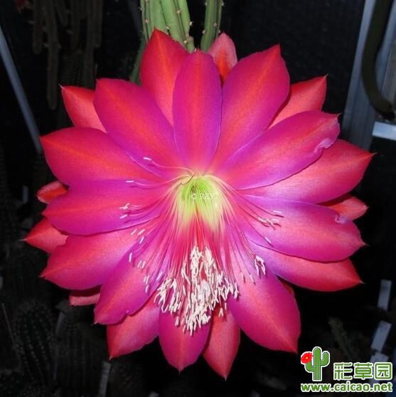 鼠尾令箭：RED QUEEN OF THE NIGHT(红色夜皇后)12211