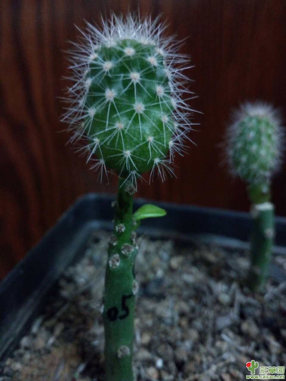 嫁接毛花柱12241
