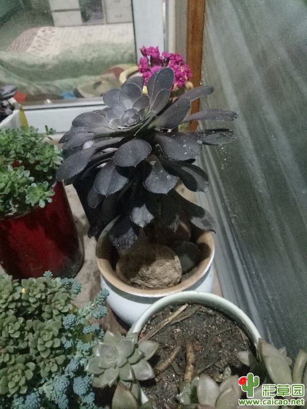 没玩明白？12305