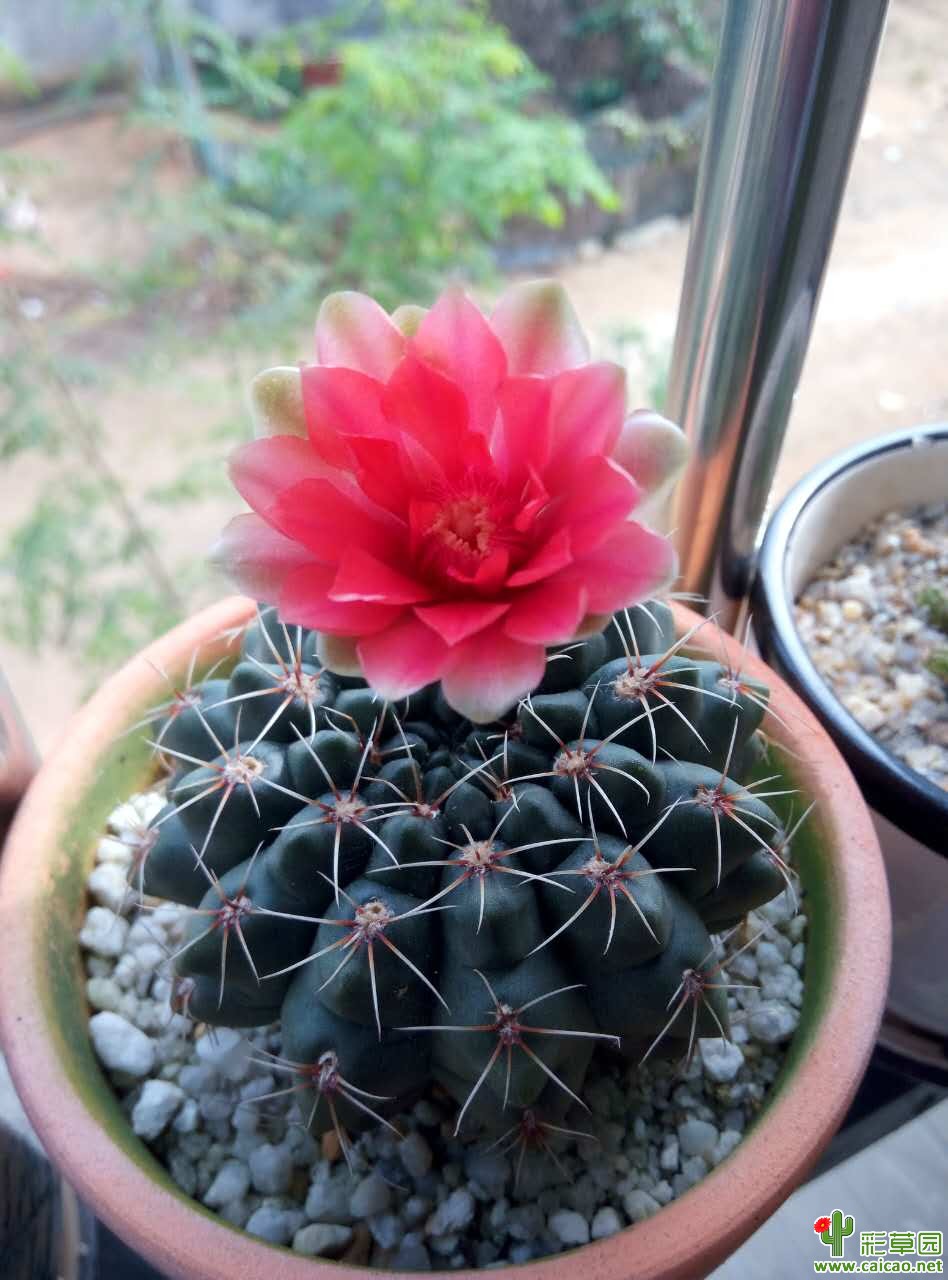 绯花玉