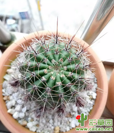 彩草有花苞了