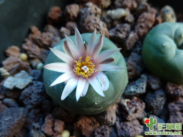 小鱼初花