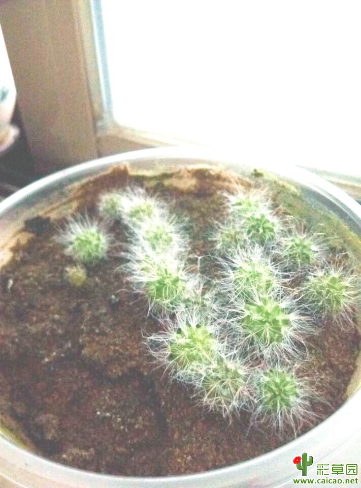 2016年10月份播种的高砂