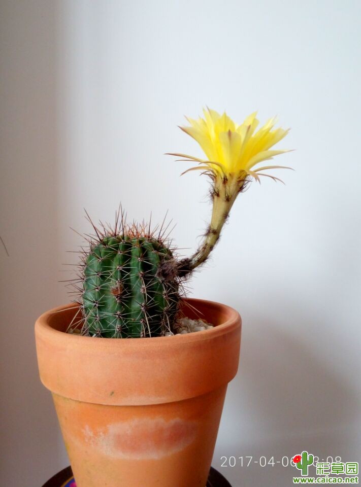 彩草开花了
