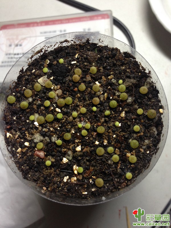 奇想丸发芽率很不错12763