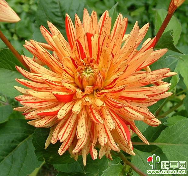 圣桑（Dahlia 'Saint Saens）