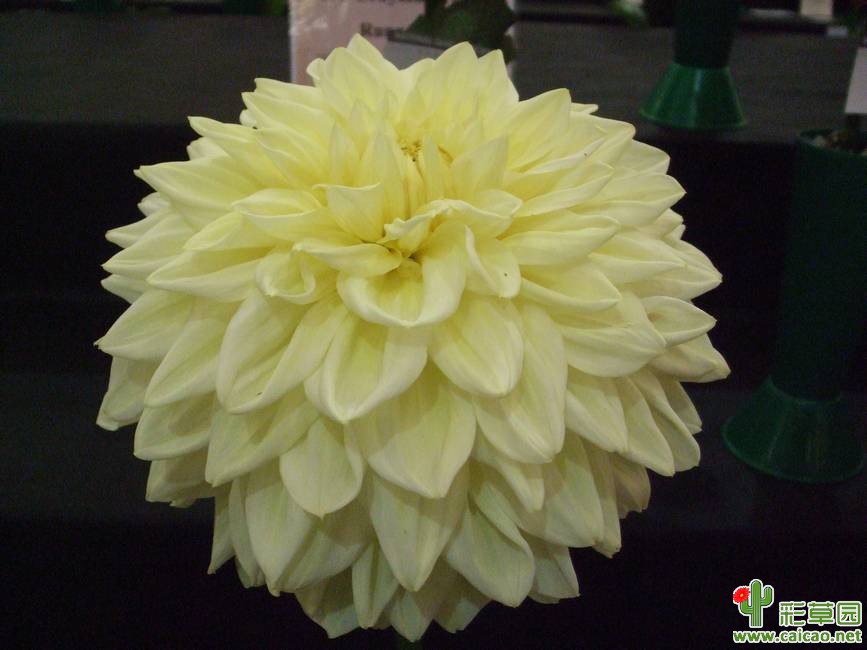 最高的阿尔瓦（dahlia-alvas-supreme）