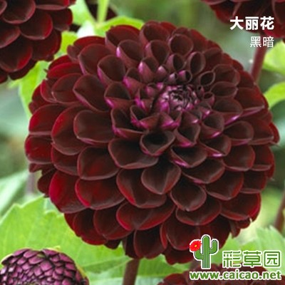 黑暗（Dark）